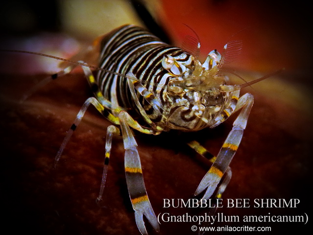Anilao-diving-Anilao-most-wanted-critters-bumble-bee-shrimp